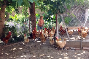 La Lola alimenta els pollastres a la masia Malet
