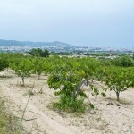 Vista d'una part de les terres de Santa Coloma de Cervelló incorporades a l'àmbit del Parc Agrari del Baix Llobregat.